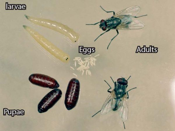 Identifying Fly Eggs: How to Spot an Infestation - Bon Accord London